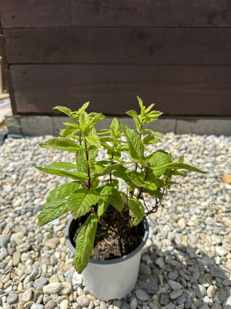 Menta – Plantă aromatică perenă pentru grădină și ghiveci [1]