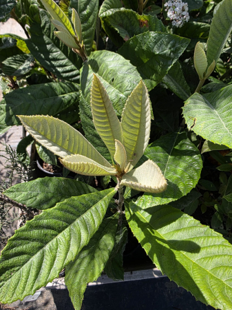 Mosmon japonez - eriobotrya japonica, arbore fructifer ornamental 30-60cm [3]