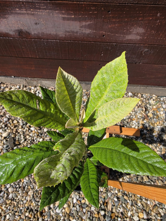 Mosmon japonez - eriobotrya japonica, arbore fructifer ornamental 30-60cm [2]