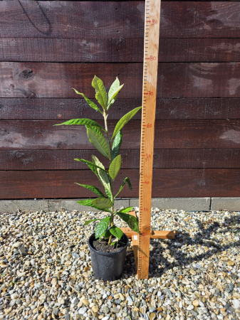 Mosmon japonez - eriobotrya japonica, arbore fructifer ornamental 30-60cm [1]