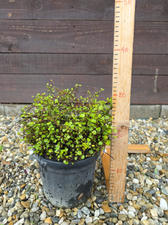 Muehlenbeckia Complexa – Plantă Curgătoare Decorativă pentru Interior și Exterior [1]