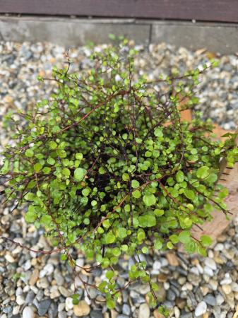 IERBURI ORNAMENTALE ȘI BAMBUS - Muehlenbeckia Complexa – Plantă Curgătoare Decorativă pentru Interior și Exterior