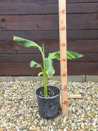 PLANTE EXOTICE SI TROPICALE - Musa basjoo – Bananier rezistent la frig pentru grădină exotică 30-50cm