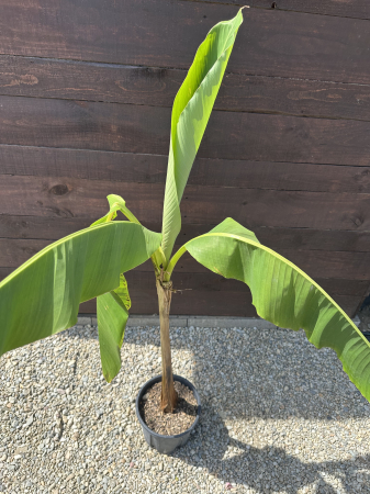 PLANTE EXOTICE SI TROPICALE - Musa basjoo – Bananier rezistent la frig pentru grădină exotică