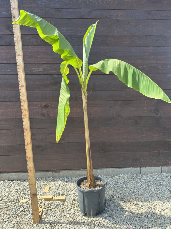 Musa basjoo – Bananier rezistent la frig pentru grădină exotică [1]