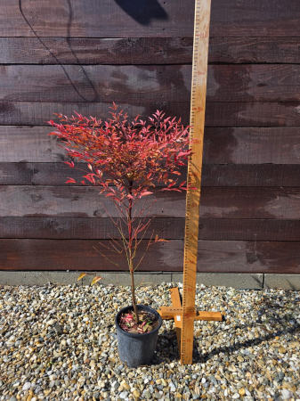 Arbuşti ornamentali - Nandina domestica – Bambus sfânt, arbust ornamental veșnic verde pentru grădină 60-90cm