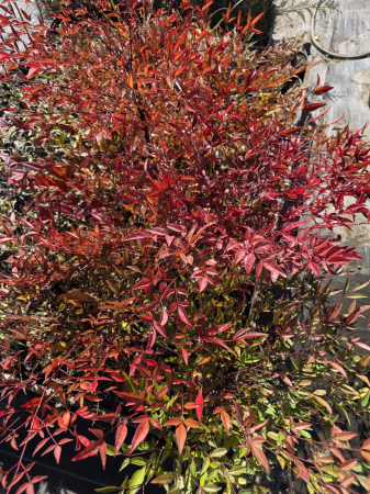 Nandina domestica – Bambus sfânt, arbust ornamental veșnic verde pentru grădină 60-90cm [2]