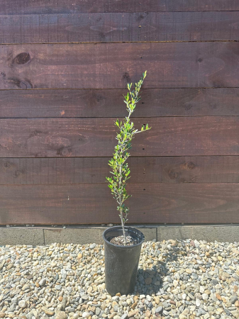 Baby Bonsai - Olea europaea sylvestris – Măslin sălbatic mediteranean, decorativ și rezistent 50-60cm
