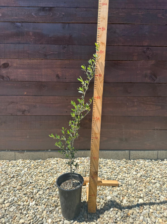 Olea europaea sylvestris – Măslin sălbatic mediteranean, decorativ și rezistent 50-60cm [3]