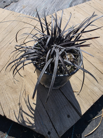 IERBURI ORNAMENTALE ȘI BAMBUS - Ophiopogon planiscapus Niger – Iarbă neagră ornamentală, plantă perenă de grădină rezistentă la ger