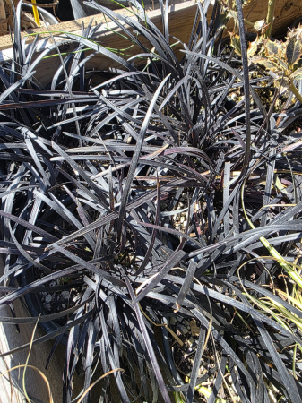 Ophiopogon planiscapus Niger – Iarbă neagră ornamentală, plantă perenă de grădină rezistentă la ger [2]