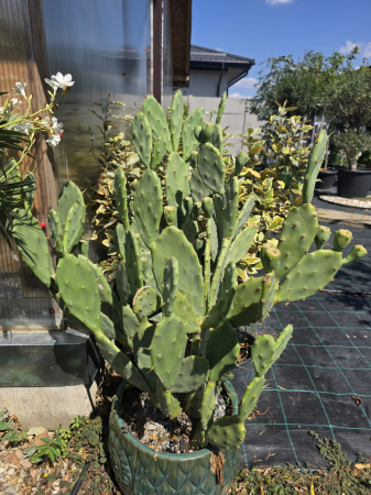CACTUSI SI SUCULENTE - Opuntia ficus-indica – Smochin de India, Cactus cu fructe comestibile | Abundent Garden România 15-30cm