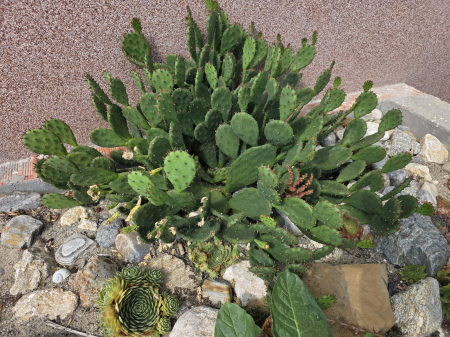 CACTUSI SI SUCULENTE - Opuntia humifusa – Cactus rezistent la îngheț cu flori galbene, -25°C 15-30cm