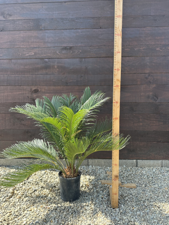 Palmier Cycas Revoluta - Sago Palm 40-60cm [3]