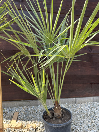 Palmieri - Palmier mediteraneean pitic - Chamaerops Humilis 60-70cm