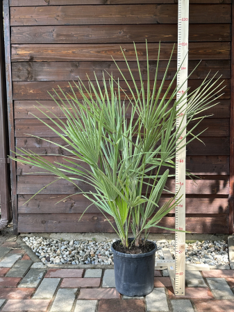 Palmier mediteraneean pitic - Chamaerops Humilis 80-90cm [3]