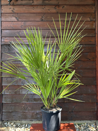 Palmieri - Palmier mediteraneean pitic - Chamaerops Humilis 80-90cm