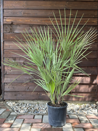 Palmier mediteraneean pitic - Chamaerops Humilis 80-90cm [1]
