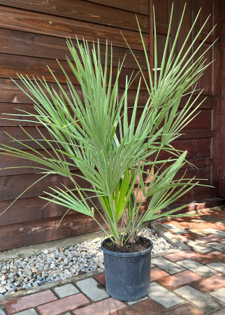 Palmier mediteraneean pitic - Chamaerops Humilis 80-90cm [2]