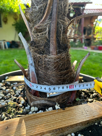 Palmier morișcă - Trachycarpus Fortunei palmier rezistent la frig si la ger 130-150cm [2]