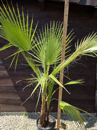 Palmier Washingtonia Filibusta hibrid rezistent la frig 100-140cm [5]