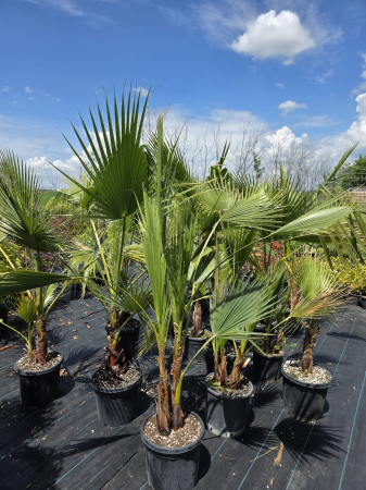 Palmieri - Palmier Washingtonia Filibusta hibrid rezistent la frig 100-140cm