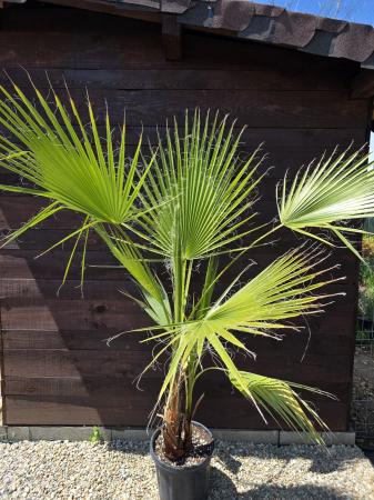 Palmier Washingtonia Filibusta hibrid rezistent la frig 100-140cm [4]