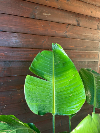 Pasărea paradis - Strelitzia Nicolai 100-140cm [2]