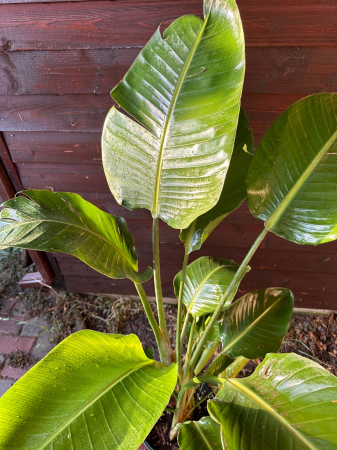 Pasărea paradis - Strelitzia Nicolai 100-140cm [1]