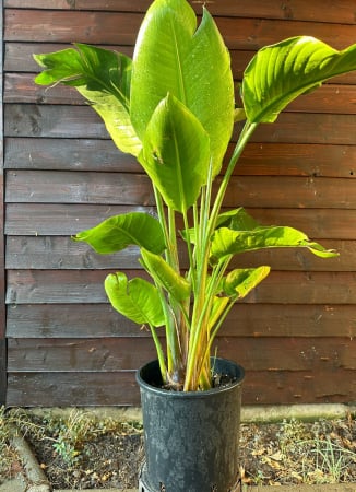 Plante de interior - Pasărea paradis - Strelitzia Nicolai 100-140cm