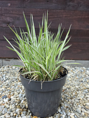 IERBURI ORNAMENTALE ȘI BAMBUS - Phalaris arundinacea picta – Iarbă decorativă cu frunziș variegat, rezistentă și versatilă