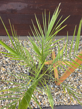 Phoenix canariensis (Palmier de Canare) – Palmier exotic ornamental pentru grădină, terasă sau ghiveci 60-80cm [1]