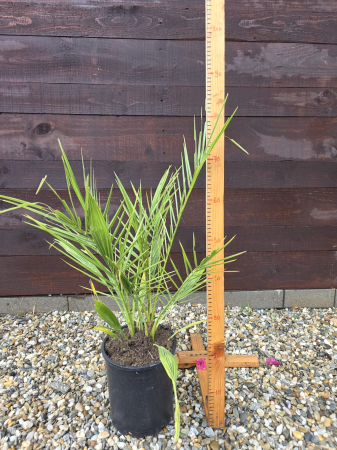 Palmieri - Phoenix canariensis (Palmier de Canare) – Palmier exotic ornamental pentru grădină, terasă sau ghiveci 60-80cm