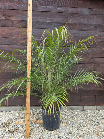 Phoenix roebelenii "Pygmy date palm" – Palmier pitic exotic pentru terase și interior 100-110cm [2]