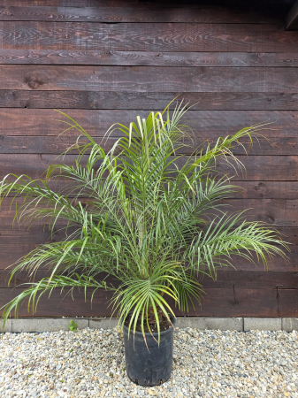 Palmieri - Phoenix roebelenii "Pygmy date palm" – Palmier pitic exotic pentru terase și interior 100-110cm