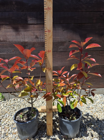 Photinia Red Robin – Arbust decorativ cu frunziș roșu, ideal pentru gard viu 30-40cm [2]