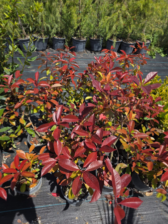 GARD VIU - Photinia Red Robin – Arbust decorativ cu frunziș roșu, ideal pentru gard viu 30-40cm