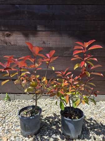 Photinia Red Robin – Arbust decorativ cu frunziș roșu, ideal pentru gard viu 30-40cm [3]