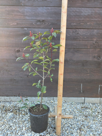 Arbuşti ornamentali - Photinia Red Robin – arbust ornamental cu frunze roșii pentru gard viu și grădină 60-80 cm