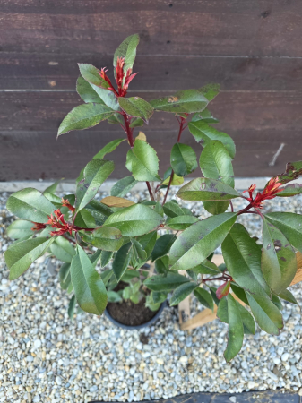 Photinia Red Robin – arbust ornamental cu frunze roșii pentru gard viu și grădină 60-80 cm [1]