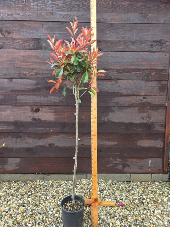 GARD VIU - Photinia tip copac – Photinia fraseri Red Robin pom ornamental pentru grădină în România 140-160cm