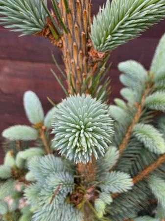 Picea Baby Blue – Molid argintiu pitic, decorativ, ideal pentru grădini și ghivece 120-130cm [1]