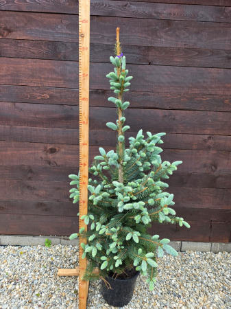 Picea Baby Blue – Molid argintiu pitic, decorativ, ideal pentru grădini și ghivece 120-130cm [2]