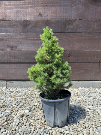 Conifere - Picea Conica 50 cm – Molid pitic conic decorativ, ideal pentru grădini și ghivece
