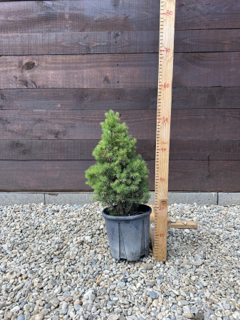 Picea Conica 50 cm – Molid pitic conic decorativ, ideal pentru grădini și ghivece [2]