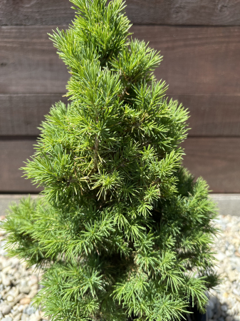 Picea Conica 50 cm – Molid pitic conic decorativ, ideal pentru grădini și ghivece [1]