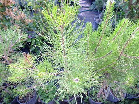 Pin negru European - Pinus Nigra 80-100cm conifer rezistent pentru grădină și amenajări peisagistice vesnic-verzi [2]