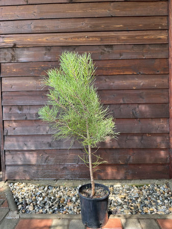 Conifere - Pin negru European - Pinus Nigra 80-100cm conifer rezistent pentru grădină și amenajări peisagistice vesnic-verzi