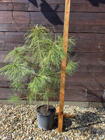 Conifere - Pinus Maritima – Pin mediteranean ornamental pentru grădină, conifer decorativ 70-100cm
