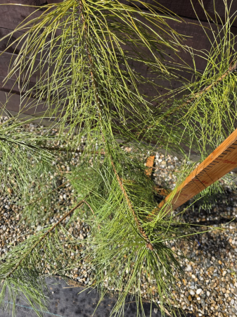 Pinus Maritima – Pin mediteranean ornamental pentru grădină, conifer decorativ 70-100cm [1]